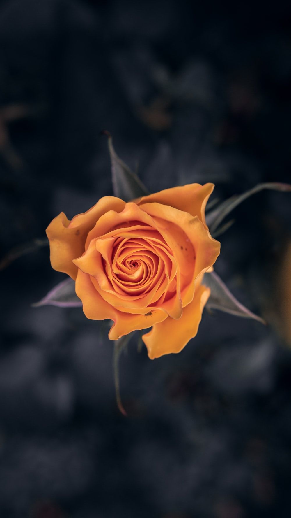 Single Orange Rose Pictures, Photos, and Images for Facebook, Tumblr ...