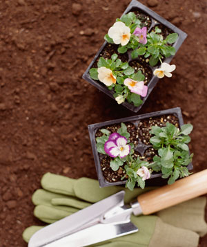 Flower boxes Flower boxes