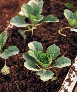 Baby plants in soil Baby plants in soil