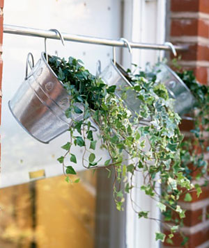 Hanging flowers Hanging flowers