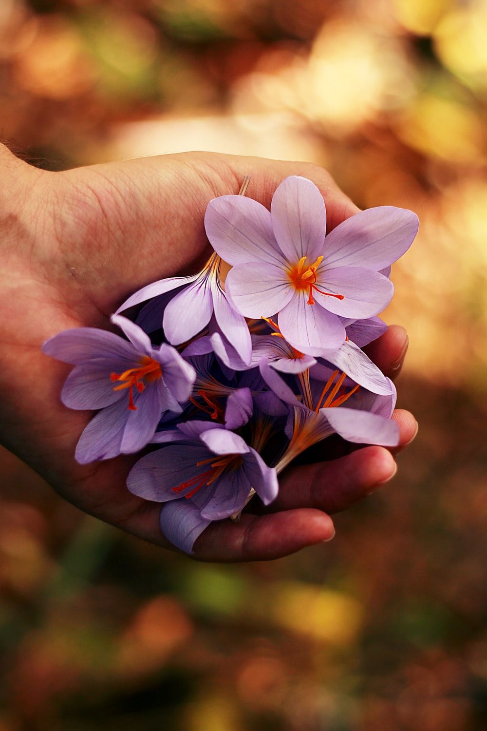 Violet Flowers In Hand Pictures, Photos, and Images for Facebook