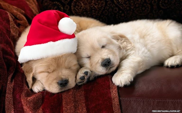 Sleeping christmas pups