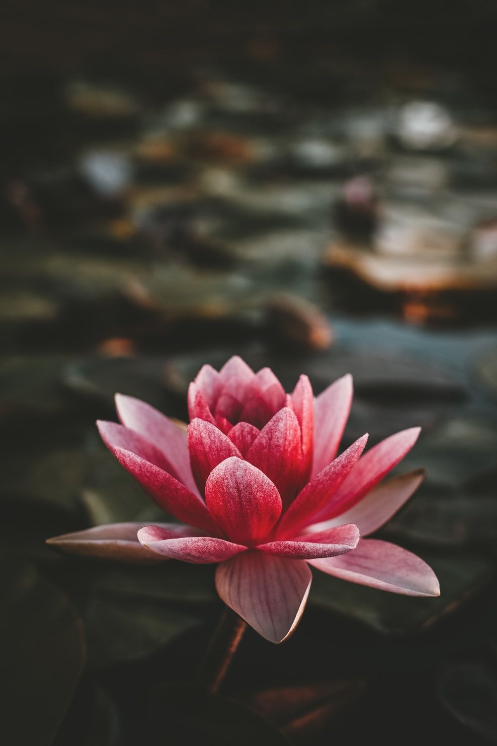 Pink And White Lotus Flower Pictures, Photos, and Images for Facebook