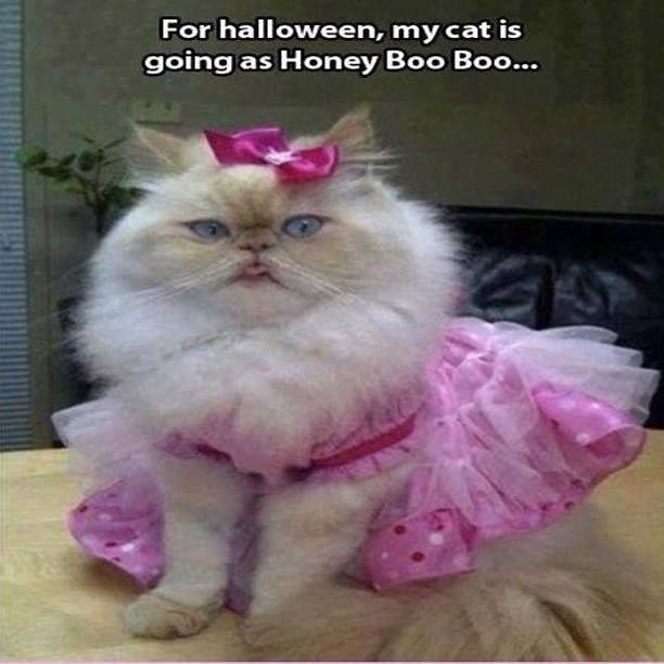 For halloween my cat is going as honey boo boo