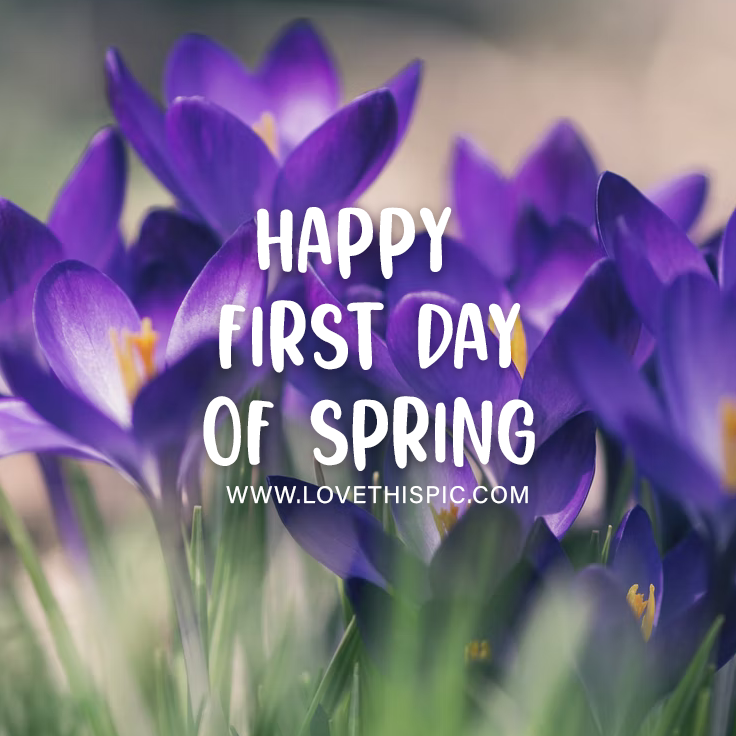 Blooming Crocus - Happy First Day Of Spring Pictures, Photos, and ...