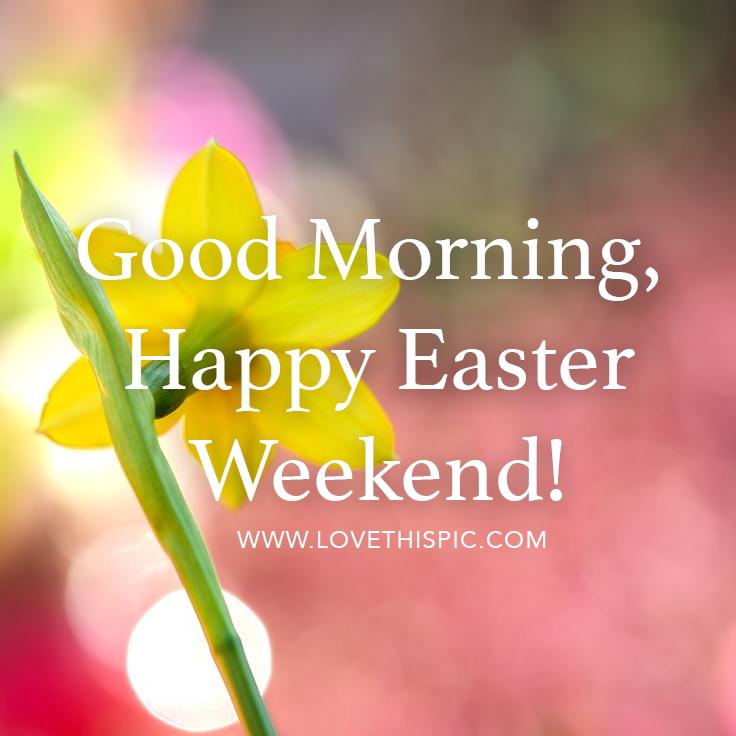 Daffodil Good Morning, Happy Easter Weekend! Pictures, Photos, and