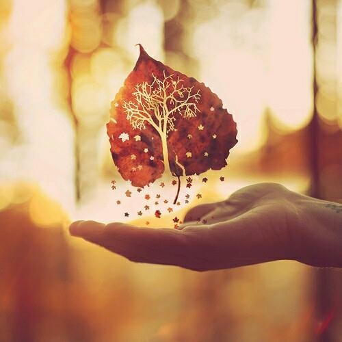 Magic Leaf Magic Leaf