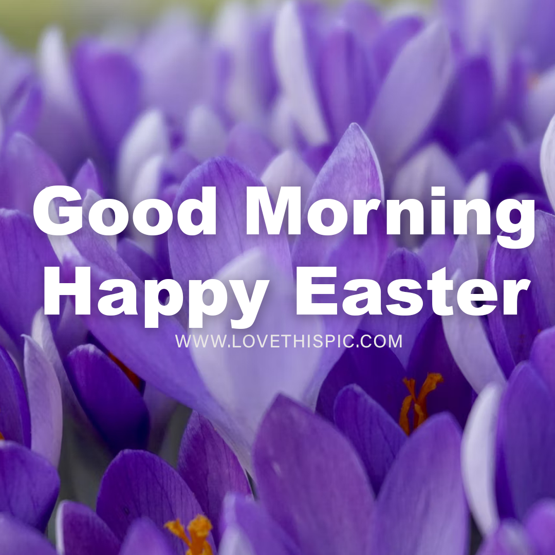 Purple Flowers Good Morning, Happy Easter Pictures, Photos, and