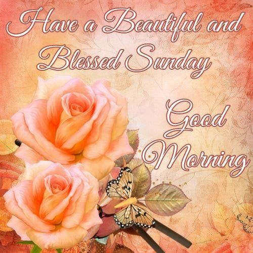 Peach Roses Beautiful And Blessed Sunday. Good Morning Pictures