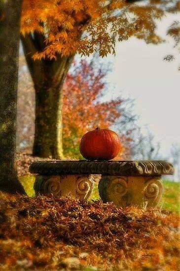 Autumn Beauty