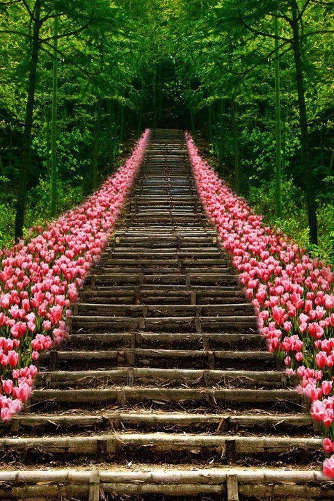 Tulip Steps