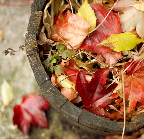 Leaf bucket Leaf bucket