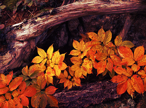 Rich fall colors