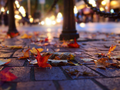 Street leaves Street leaves
