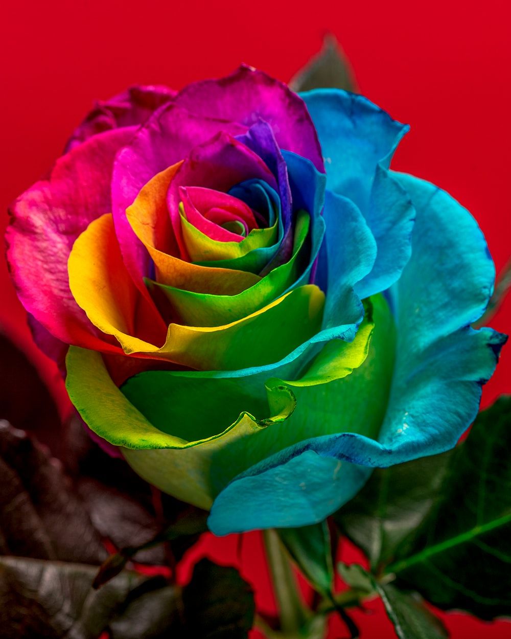 Rainbow Rose Pictures, Photos, and Images for Facebook, Tumblr, Pinterest, and Twitter