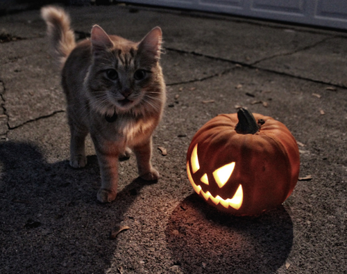 Cat and pumpkin Cat and pumpkin