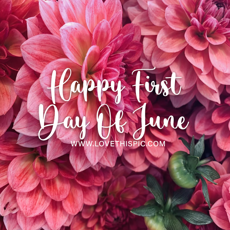 Pink Petaled Flower Happy First Day Of June Pictures, Photos, and