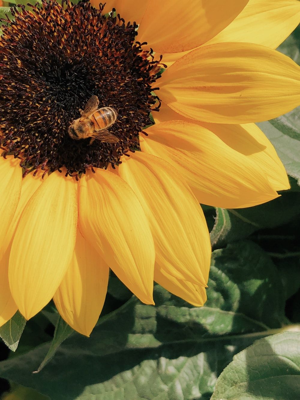 Honey Bee On Sunflower Pictures, Photos, and Images for Facebook, Tumblr, Pinterest, and Twitter