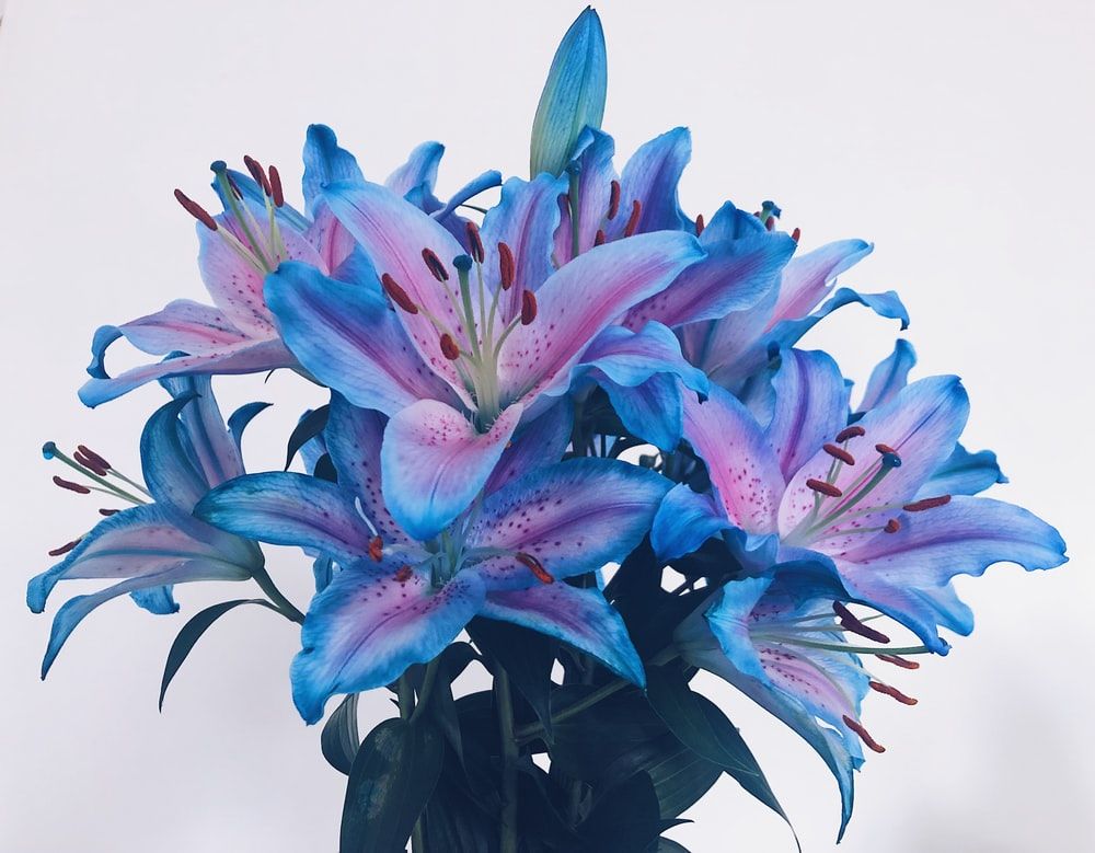 Blue And Pink Lily Pictures, Photos, and Images for Facebook, Tumblr