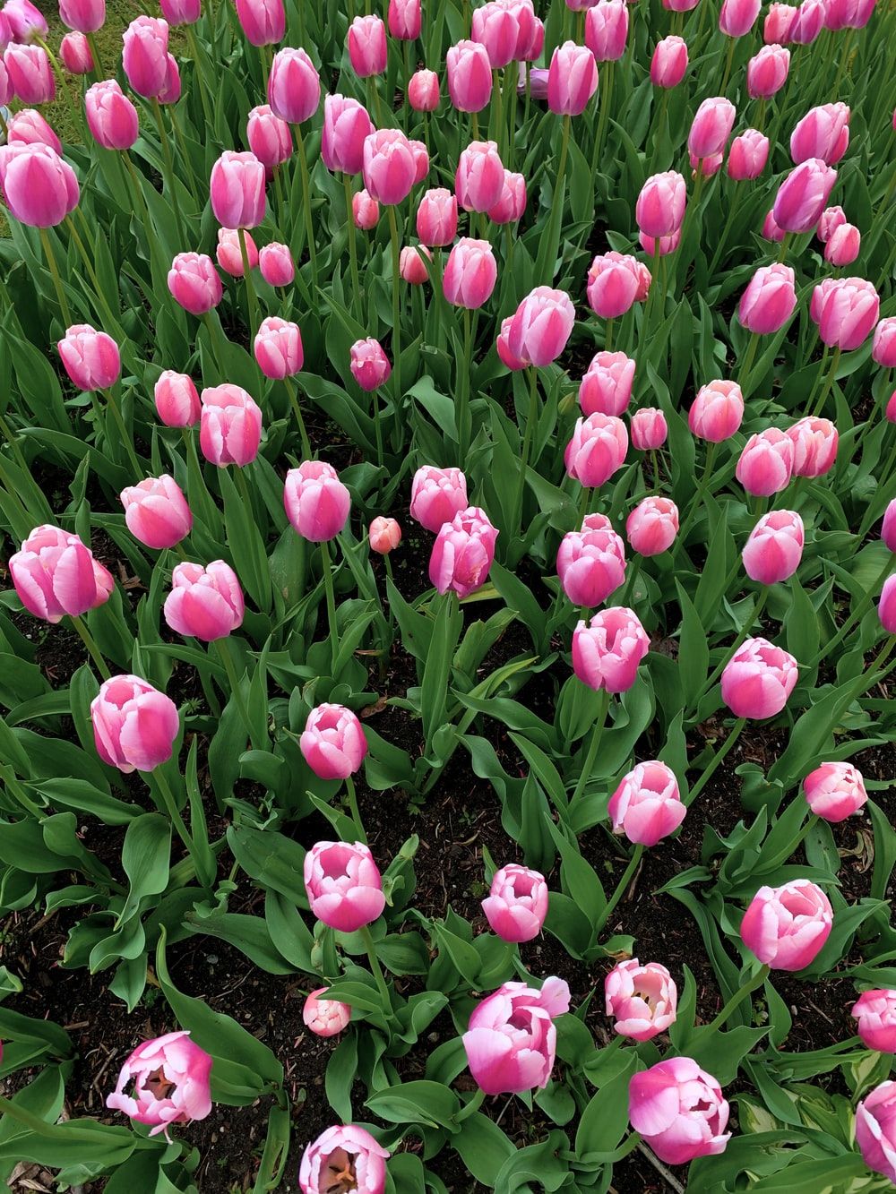 Field Of Pink Tulips
