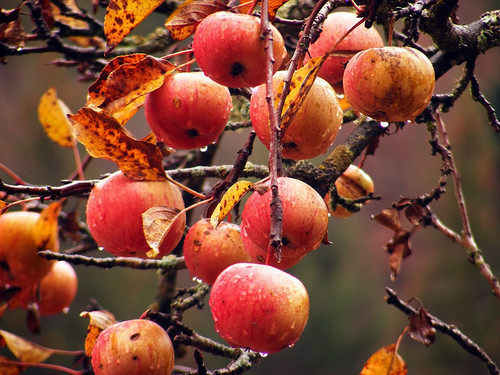 Apple tree