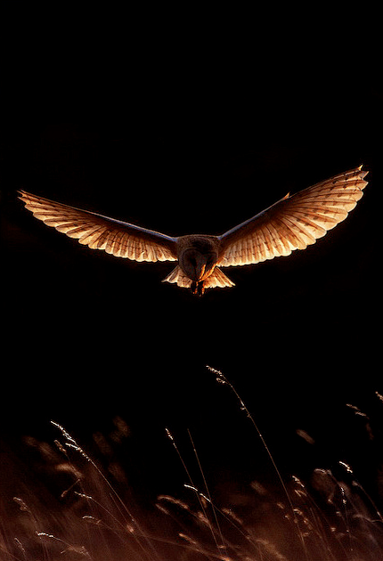 Owl in flight
