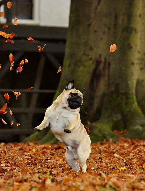 Dancing in leaves
