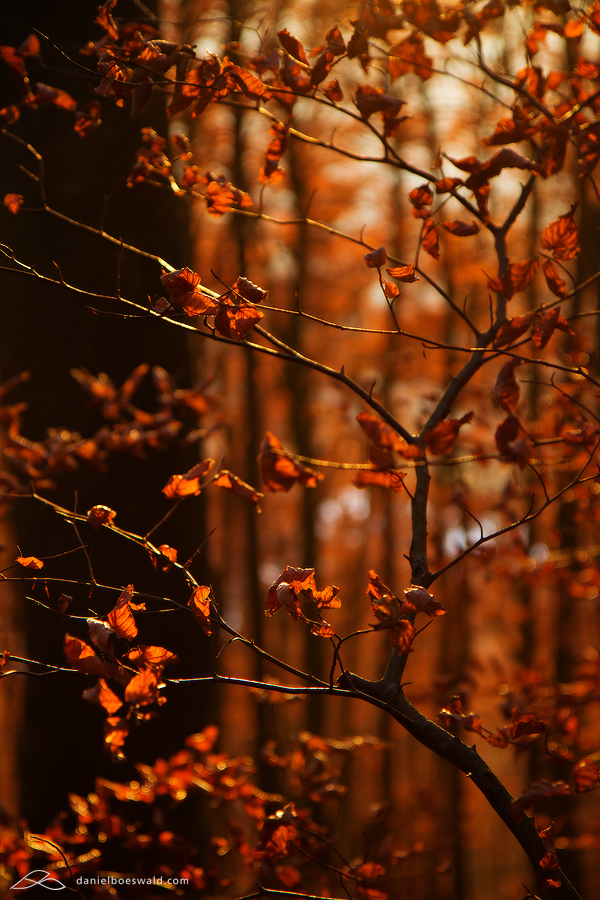 Red leaves Red leaves