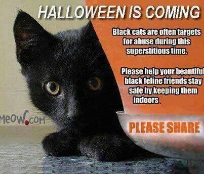 Halloween Protect  Your Furbabies