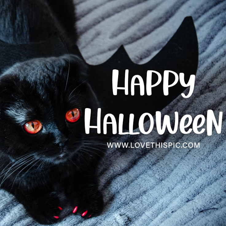 Black Cat Bat Happy Halloween 2022 Quote Pictures, Photos, and Images