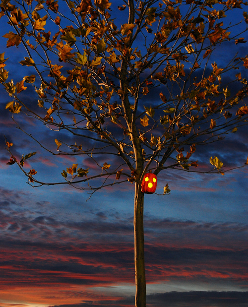 Lonely jack o lantern