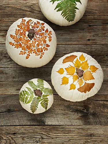 Foilaged pumpkins Foilaged pumpkins