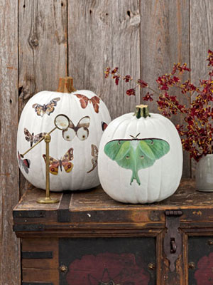 Moth Decal Pumpkins Moth Decal Pumpkins