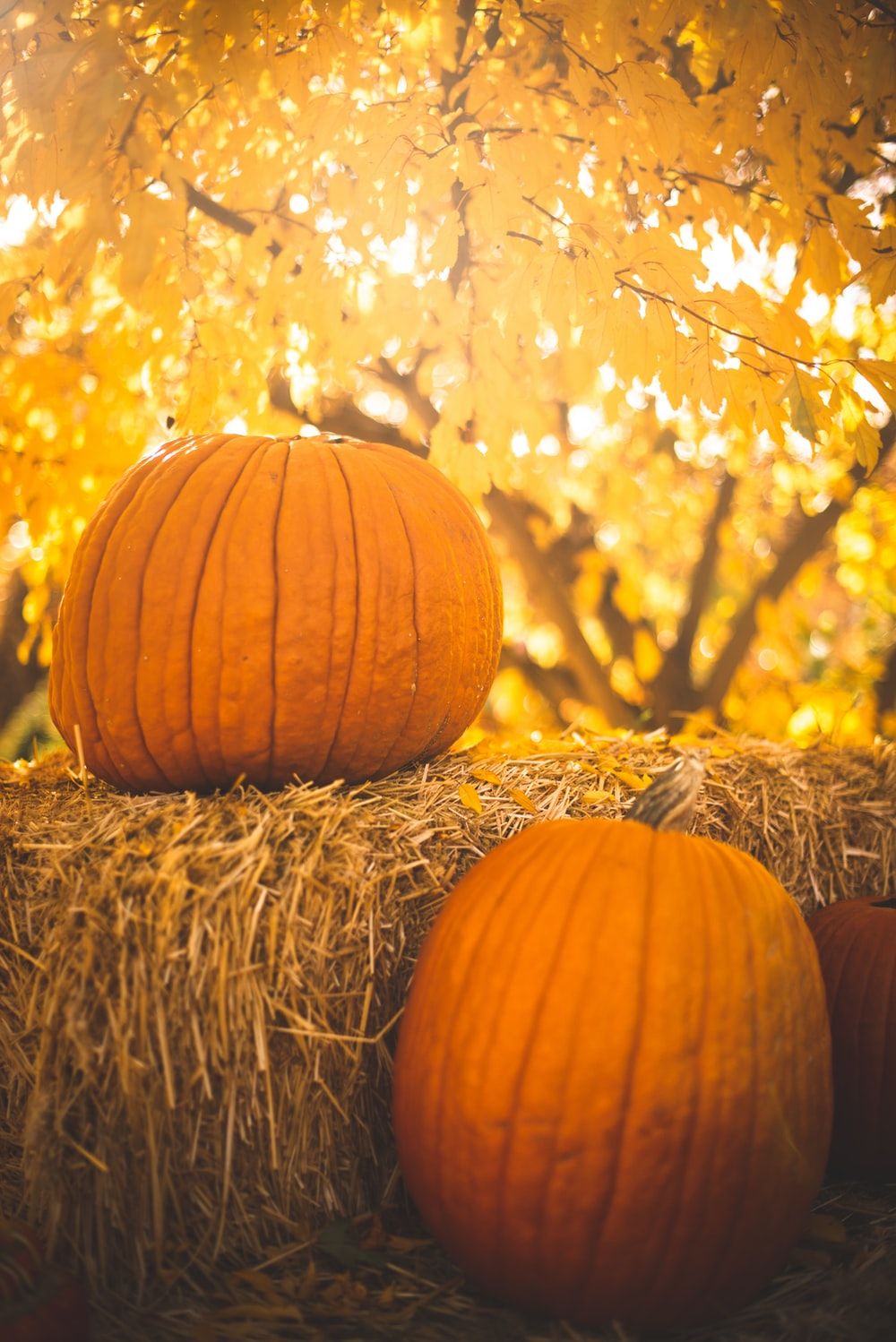 Two Pumpkins On Hay Stack Pictures, Photos, and Images for Facebook ...