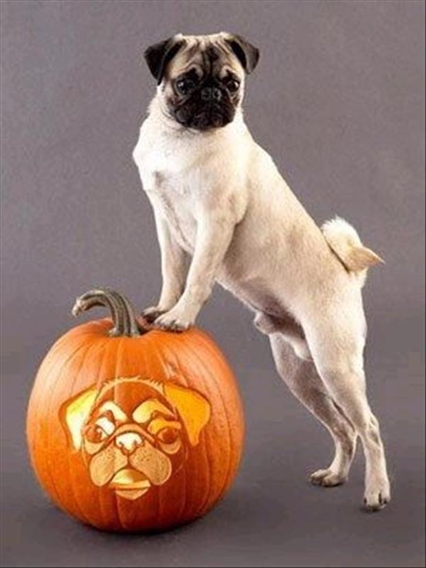 Pet Pumpkin