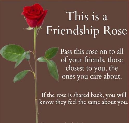 friendship rose friendship rose