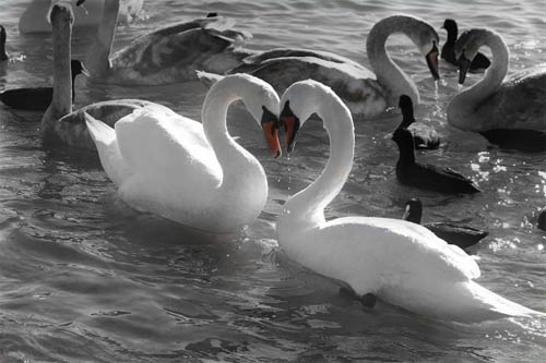 True Love