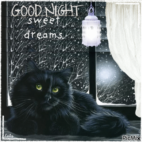 Black Cat In The Window Good Night, Sweet Dreams Pictures, Photos, and