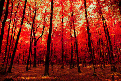 Autumn Orange Trees Autumn Orange Trees