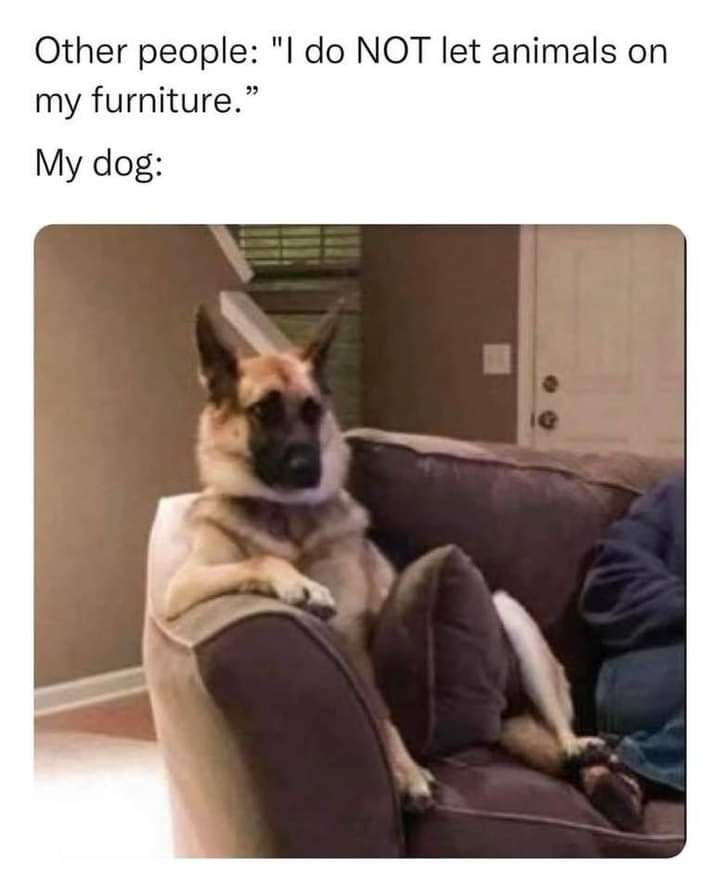 I Do Not Let Animals On My Furniture Pictures, Photos, and Images for
