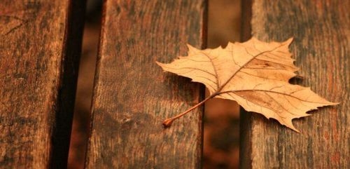Leaf