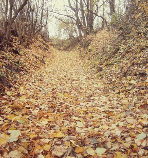 Path in the woods Path in the woods