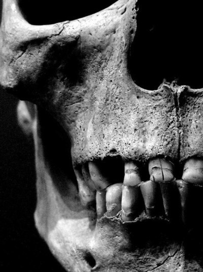 Close up of a skull