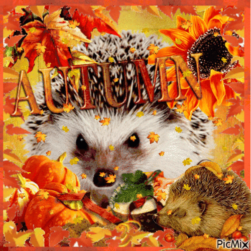 Hedgehog Autumn Gif Pictures, Photos, and Images for Facebook, Tumblr