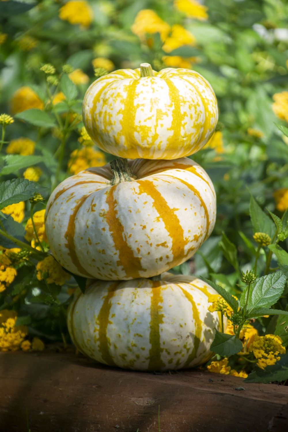 Stacked White Pumpkins Pictures, Photos, and Images for Facebook