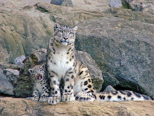 Mama & Her Cub Mama & Her Cub