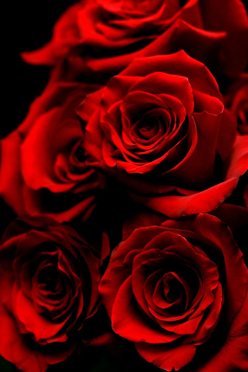 Red Roses In Dark Background Pictures, Photos, and Images for Facebook