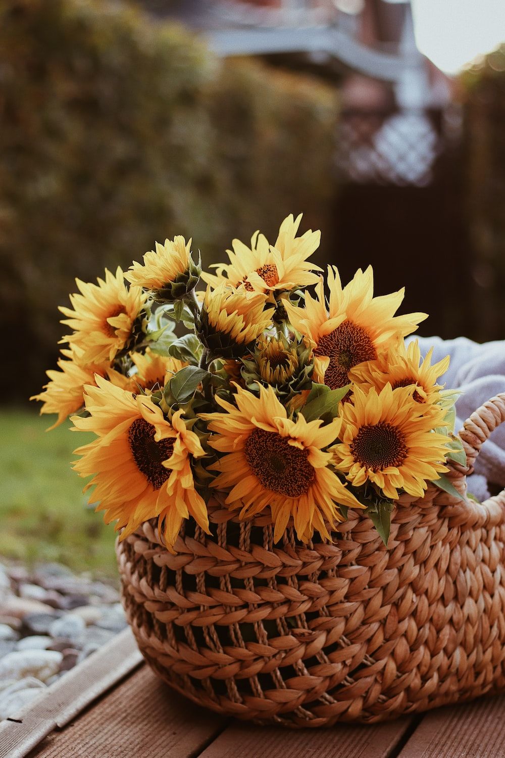Basket Of Beautiful Sunflowers Pictures, Photos, and Images for