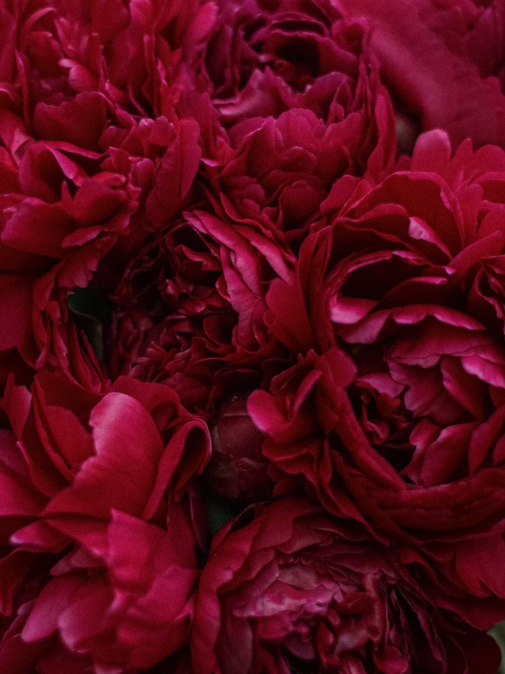 Red Peonies Closeup Pictures, Photos, and Images for Facebook, Tumblr