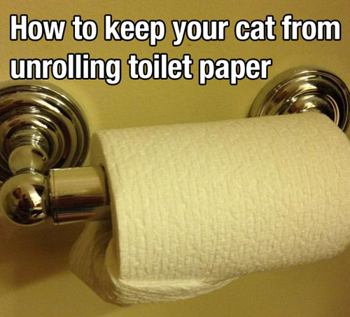 How to keep your cat from unrolling toilet paper